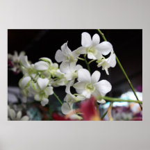 Impresión blanca hermosa del poster de las orquíde