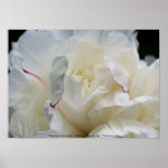 Impresión blanca macra del poster de la fotografía
