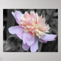 Impresión blanco y negro del poster de la flor del