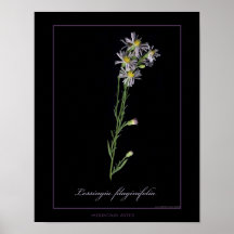 Impresión botánica del arte del aster de la montañ posters