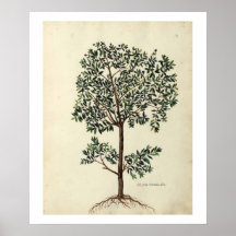 Impresión botánica del poster del olivo