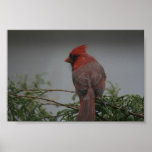 Impresión cardinal de la fotografía del pájaro posters