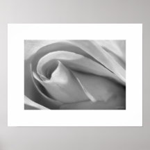 Impresión color de rosa blanco y negro del poster 