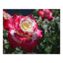 Impresión color de rosa de la foto