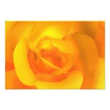 Impresión color de rosa encendida de la foto