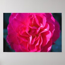 Impresión color de rosa fucsia de la lona posters