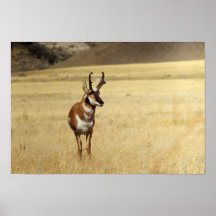 Impresión curiosa del antílope de Pronghorn Posters