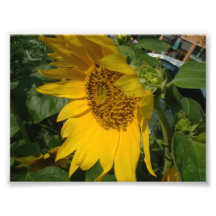 Impresión de color digital del girasol foto