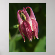 Impresión de Columbine Posters