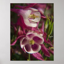 Impresión de Columbine Poster