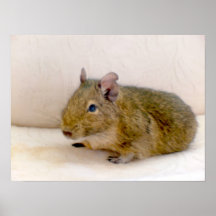 Impresión de Degu Poster