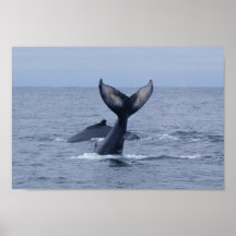 Impresión de dos ballenas jorobadas poster