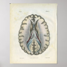 Impresión de la anatomía del cerebro humano poster