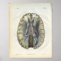 Impresión de la anatomía del cerebro humano posters