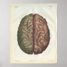 Impresión de la anatomía del cerebro humano poster