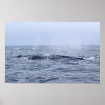 Impresión de la ballena azul poster