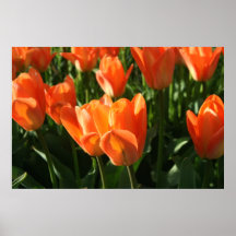 Impresión de la bella arte de los tulipanes posters