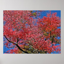 Impresión de la belleza de octubre posters