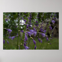 Impresión de la floración del Hosta Poster