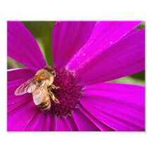 Impresión de la foto - abeja en margarita