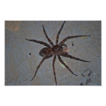 Impresión de la foto de la araña de lobo