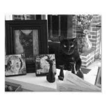 Impresión de la foto de la colección del gato negr