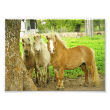 Impresión de la foto de la granja del caballo de t