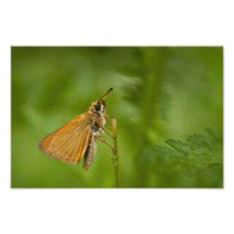 Impresión de la foto de la mariposa del capitán