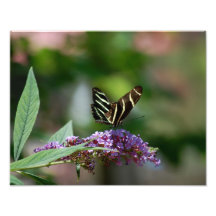 Impresión de la foto de la mariposa en lila 14" x 