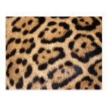 Impresión de la foto de la piel de Jaguar Tarjeta Postal
