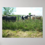 Impresión de la foto de las vacas posters