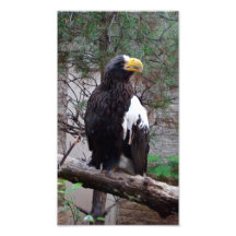 Impresión de la foto de Stellers Eagle