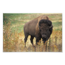 Impresión de la foto del bisonte americano