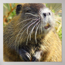 Impresión de la foto del castor posters