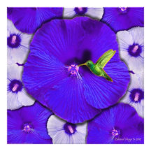 Impresión de la foto del colibrí