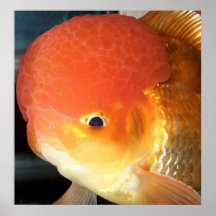 Impresión de la foto del goldfish de Oranda Posters