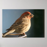 Impresión de la foto del pájaro del pinzón púrpura impresiones