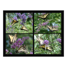 Impresión de la fotografía de la mariposa de Swall