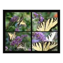 Impresión de la fotografía de la mariposa de Swall