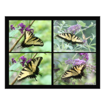 Impresión de la fotografía de la mariposa de Swall