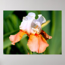 "Impresión de la fotografía del iris de la eleganc Poster