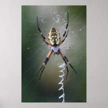 Impresión de la lona de Aurantia del Argiope Impresiones