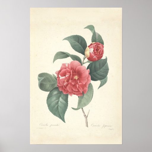 Impresión de la lona de Camelia Poster