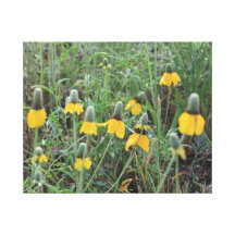 Impresión de la lona de Coneflower de la pradera Impresiones De Lienzo