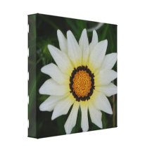 Impresión de la lona de la flor del Gazania Impresiones En Lona