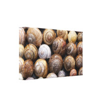 Impresión de la lona de las cáscaras del caracol lona envuelta para galerías