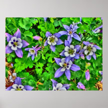 Impresión de la lona de las flores de Columbine Impresiones
