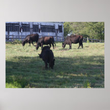 Impresión de la lona de las vacas poster