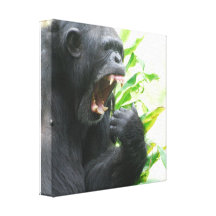 Impresión de la lona de los colmillos del chimpanc lienzo envuelto para galerías