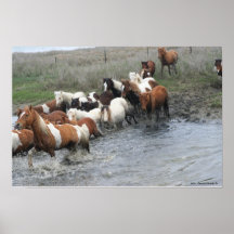 Impresión de la lona de los potros de Chincoteague Posters